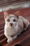 Cat On Roof Stock Photo