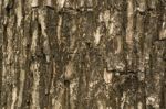 Tree Bark Texture As Background Stock Photo