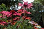 Red Echinacea Flowers Stock Photo