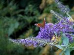 European Peacock Butterfly (inachis Io) Stock Photo