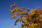 Tree Branch in nature Stock Photo