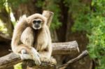 White Gibbon Stock Photo