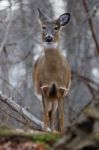 Photo Of The Wild Deer Stock Photo