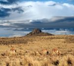 Vicugnasin The Salinas Y Aguada Blanca National Reserve In Peru Stock Photo