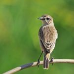 Eastern Stonechat Stock Photo