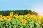 Sunflower With The Natural Stock Photo