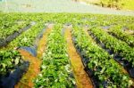 Planting Strawberries On Mountain Stock Photo