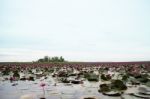 Beautiful Pink Lotus Flowers In The Lake Stock Photo