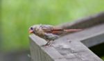 Beautiful Red And Gray Bird Stock Photo