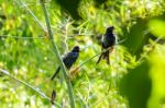 Greater Racket-tailed Drongo (dicrurus Paradiseus ) Stock Photo