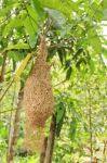 Weaver Bird Nest Stock Photo