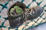 Succulent Plant Growing In An Old Boot In Hallstattt Stock Photo