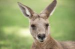 Kangaroo Outside Stock Photo