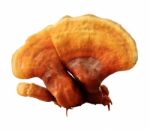 Ganoderma Lucidum Stock Photo