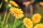 Yellow Dandelion Flower Stock Photo