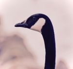 Isolated Picture With A Cute Canada Goose Stock Photo