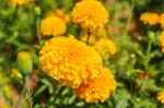 Marigolds In Garden Stock Photo
