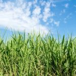 Sugarcane And Blue Sky Stock Photo