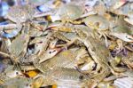 Fresh Flower Crabs On Ice Exposition At The Seafood Market In Th Stock Photo