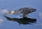 Isolated Image With A Funny Black-crowned Night Heron Drinking Water Stock Photo