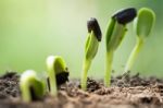 Root Seed On Soil With Sunbeam Begining Concept Stock Photo