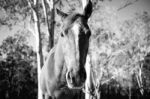 Horse In The Paddock Stock Photo