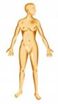 Female Human Anatomy Standing Stock Photo