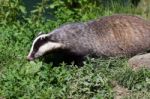 Close-up Shot Of An European Badger (meles Meles) Stock Photo