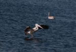 Spot Billed Pelican Stock Photo