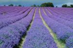 Lavender Field In Banstead Stock Photo