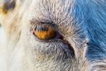 Goats Eye Stock Photo