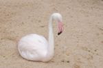 Portrait Of A Flamingo Stock Photo