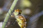 Red-veined Darter (sympetrum Fonscolombii) Stock Photo