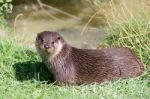 Eurasian Otter (lutra Lutra) Stock Photo