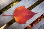 Close-up Acer Rufinerve Snake-bark Maple Leaf Stock Photo