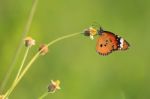 Butterfly Stock Photo