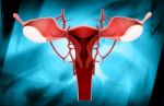 Female Reproductive System Stock Photo