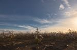 Cotton Field In Oakey, Queensland Stock Photo