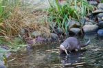 Asian Small-clawed Otter (aonyx Cinerea Syn. Amblonyx Cinereus) Stock Photo