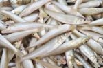 Smelts Fish Stock Photo