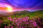 Beautiful Pink Flowers On Mountains At Sunset, Hwangmaesan Mountain In South Korea Stock Photo