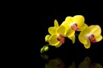 Orchid Isolated On Black Background Stock Photo