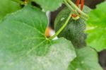 Small Japan Melon (honeydew Melon) In Farm Stock Photo