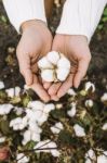 Cotton Field In The Countryside Stock Photo