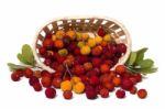 Strawberry Tree (arbutus Unedo) Fruit Stock Photo