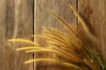 Still Life With  Foxtail Grass Stock Photo