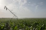 Irrigation Of Corn Field Stock Photo