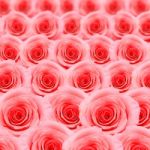 Pink Rose Pattern Stock Photo