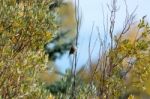 Western Wood-pewee (contopus Sordidulus) Stock Photo