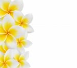 Frangipani Background Stock Photo